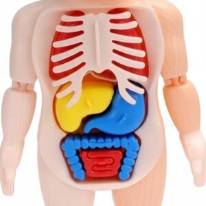 Human Body Model for Kids – 3D Anatomy Puzzle Toy with Removable Organs – Human Organ Model for Classroom Preschool Home School Teaching – 15-Piece DIY Body Parts Display