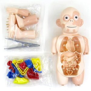 Plastic Kids Anatomy Toy/Preschool Educational Organ Model, DIY Assembled Science Kit, Boosts Early Learning & Curiosity, Teaches Human Body Awareness, Perfect for Home or Classroom